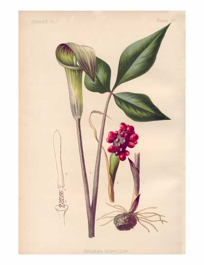 Wildflower Botanical Garden Canvas Print
