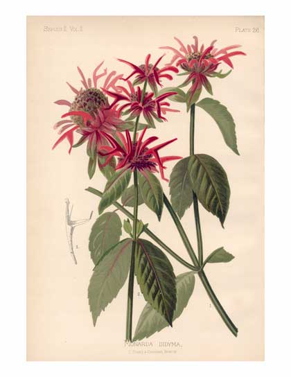 Wildflowers of the Northwest Illustration Flower Print Art Print Botanical  Illustration 