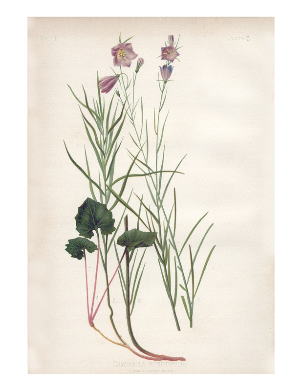 Wildflowers of the Northwest Illustration Flower Print Art Print Botanical  Illustration 